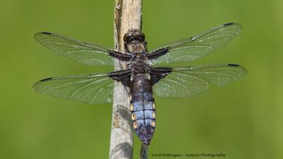 Platbuik / Broad Bodied Chaser