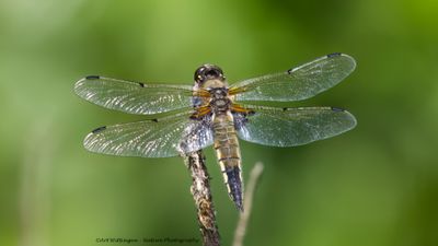 Libellula quadrimaculata / Viervlek / Four-spotted Chaser