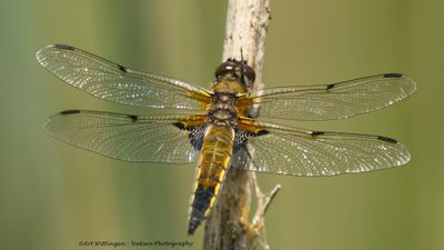 Libellula quadrimaculata / Viervlek / Four-spotted Chaser