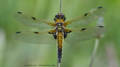 Libellula quadrimaculata / Viervlek / Four-spotted Chaser
