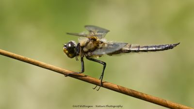 Libellula quadrimaculata / Viervlek / Four-spotted Chaser