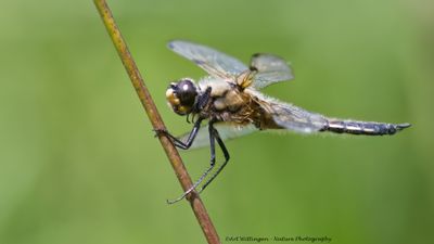 Viervlek / Four-spotted Chaser