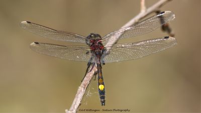 Gevlekte Witsnuitlibel / Large White faced darter