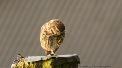 Athene noctua / Steenuil / Little owl