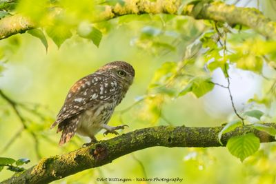 Athene noctua / Steenuil / Little owl