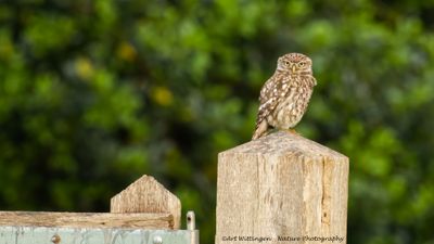 Steenuil / Little owl