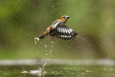 R6II3303-Appelvink.jpg