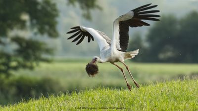 Ooievaar / White Stork