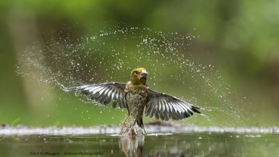 R6II3581-Appelvink.jpg