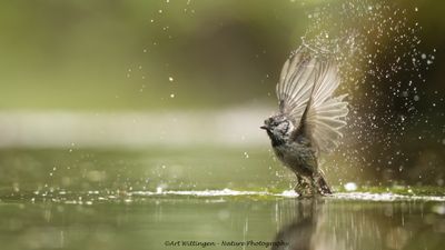 Kuifmees / Crested Tit