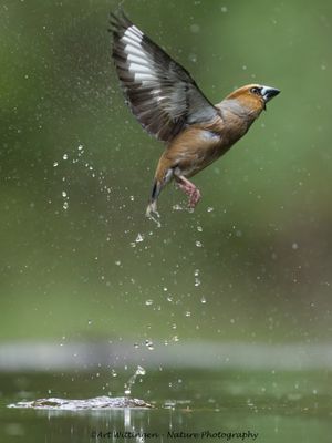 R6II3302-Appelvink.jpg