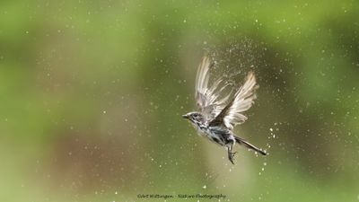 R6II3585-Bonte Vliegenvanger.jpg