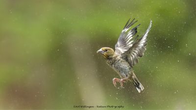 R6II3607-Appelvink juv.jpg