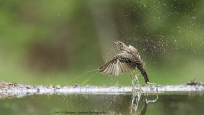 R6II3627-Boompieper.jpg