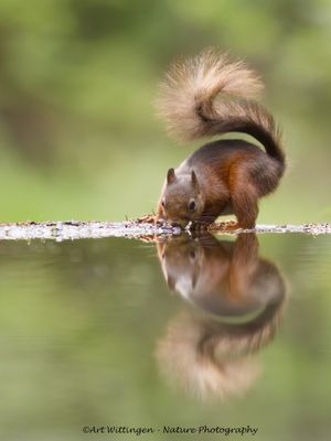 R6II3794-Eekhoorn.jpg