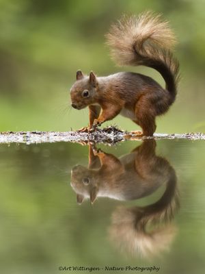 R6II3837-Eekhoorn.jpg