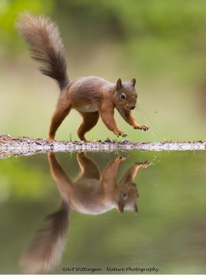 R6II3866-Eekhoorn.jpg