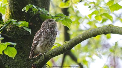 Steenuil / Little owl