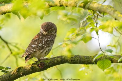 Steenuil / Little owl