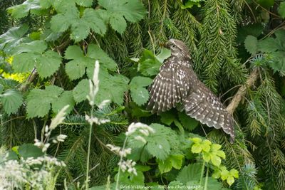 Athene noctua / Steenuil / Little owl