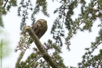 Athene noctua / Steenuil / Little owl