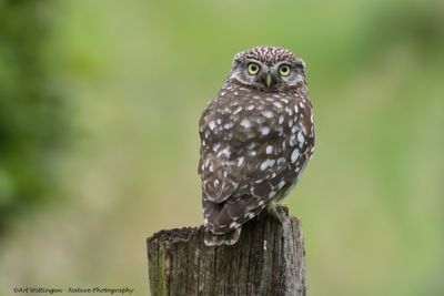 Athene noctua / Steenuil / Little owl