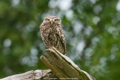 Steenuil / Little owl
