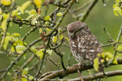 Athene noctua / Steenuil / Little owl