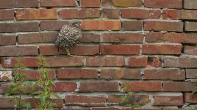 Steenuil / Little owl