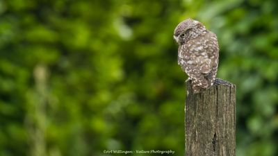 Athene noctua / Steenuil / Little owl