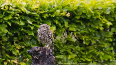 Athene noctua / Steenuil / Little owl