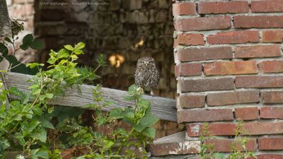 Steenuil / Little owl