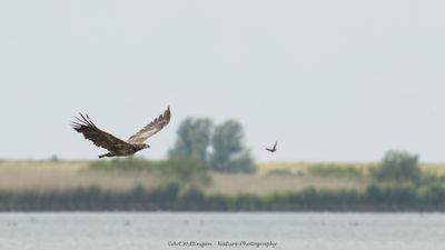 Haliaeetus albicilla / Zeearend / White-tailed Eagle