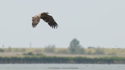 Haliaeetus albicilla / Zeearend / White-tailed Eagle