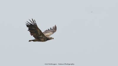 Zeearend / White-tailed Eagle