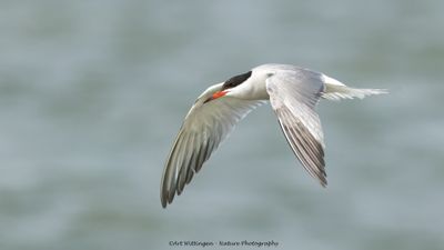 Visdief / Common Tern