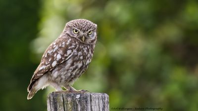 Athene noctua / Steenuil / Little owl