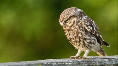 Athene noctua / Steenuil / Little owl