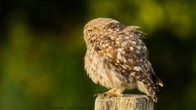 Athene noctua / Steenuil / Little owl