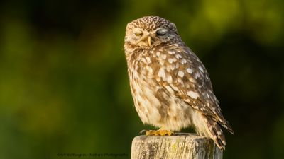 Athene noctua / Steenuil / Little owl