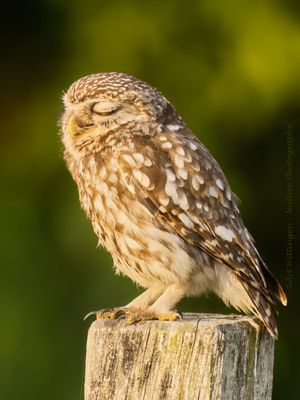 Athene noctua / Steenuil / Little owl