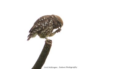 Athene noctua / Steenuil / Little owl