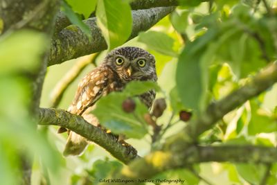 Athene noctua / Steenuil / Little owl