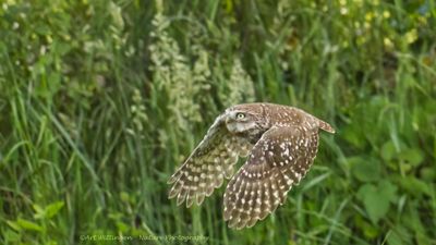 Athene noctua / Steenuil / Little owl