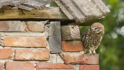 Athene noctua / Steenuil / Little owl