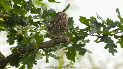 Steenuil / Little owl