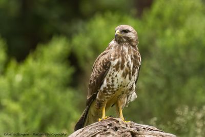 Buizerd / Common buzzard