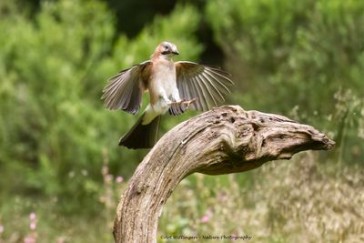Gaai / Eurasian Jay