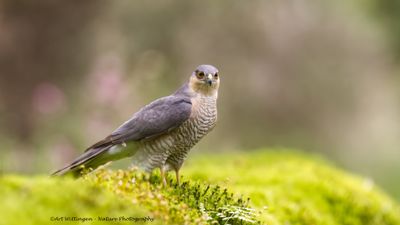 Accipiter nisus / Sperwer / Eurasian Sparrowhawk