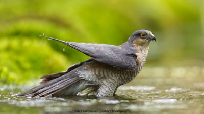 Accipiter nisus / Sperwer / Eurasian Sparrowhawk